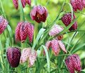 Фритиллярия (Рябчик) шахматная Микс / Fritillaria meleagris Mix — фото 4