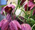 Фритиллярия (Рябчик) шахматная Микс / Fritillaria meleagris Mix — фото 5