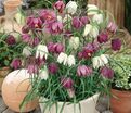 Фритиллярия (Рябчик) шахматная Микс / Fritillaria meleagris Mix — фото 6