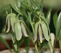 Фритиллярия (Рябчик) Михайловского / Fritillaria michailovsky — фото 2