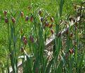 Фритиллярия (Рябчик) Михайловского / Fritillaria michailovsky — фото 5