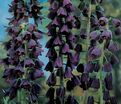 Фритиллярия (Рябчик) персидская / Fritillaria persica — фото 2