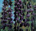 Фритиллярия (Рябчик) персидская / Fritillaria persica — фото 2