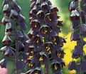 Фритиллярия (Рябчик) персидская / Fritillaria persica — фото 4