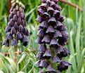 Фритиллярия (Рябчик) персидская / Fritillaria persica — фото 5