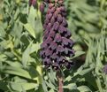 Фритиллярия (Рябчик) персидская / Fritillaria persica — фото 6