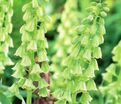 Фритиллярия (Рябчик) персидская Айвори Беллз / Fritillaria persica Ivory Bells — фото 2