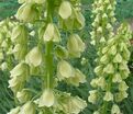 Фритиллярия (Рябчик) персидская Айвори Беллз / Fritillaria persica Ivory Bells — фото 4