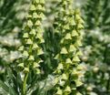 Фритиллярия (Рябчик) персидская Айвори Беллз / Fritillaria persica Ivory Bells — фото 7