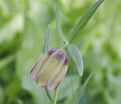 Фритиллярия (Рябчик) понтийская / Fritillaria pontica — фото 2