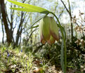 Фритиллярия (Рябчик) понтийская / Fritillaria pontica — фото 3