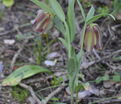 Фритиллярия (Рябчик) понтийская / Fritillaria pontica — фото 4