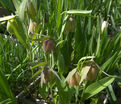 Фритиллярия (Рябчик) понтийская / Fritillaria pontica — фото 5