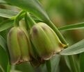 Фритиллярия (Рябчик) понтийская / Fritillaria pontica — фото 7