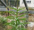 Фритиллярия (Рябчик) Радде / Fritillaria raddeana — фото 5
