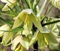 Фритиллярия (Рябчик) Радде / Fritillaria raddeana — фото 7