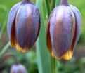 Фритиллярия (Рябчик) лисьеягодная / Fritillaria uva-vulpis — фото 2