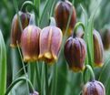 Фритиллярия (Рябчик) лисьеягодная / Fritillaria uva-vulpis — фото 3