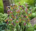 Фритиллярия (Рябчик) лисьеягодная / Fritillaria uva-vulpis — фото 5