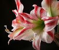 Амариллис красно-белый / Amaryllis red-white — фото 2