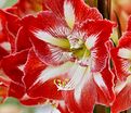 Амариллис красно-белый / Amaryllis red-white — фото 3