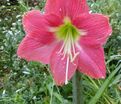 Амариллис розовый / Amaryllis pink — фото 2