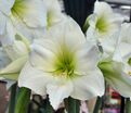Амариллис белый / Amaryllis white — фото 2