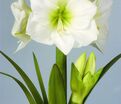 Амариллис белый / Amaryllis white — фото 4