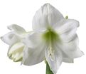 Амариллис белый / Amaryllis white — фото 5