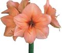 Амариллис лососевый / Amaryllis salmon — фото 2