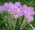 Безвременник византийский / Colchicum byzantinum — фото 2