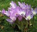 Безвременник византийский / Colchicum byzantinum — фото 3