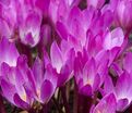 Безвременник Киликикум / Colchicum cilicicum — фото 3