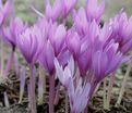 Безвременник Джиант / Colchicum Giant — фото 2