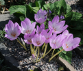 Безвременник Джиант / Colchicum Giant — фото 3