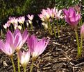 Безвременник Джиант / Colchicum Giant — фото 4