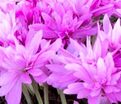 Безвременник Вотерлили / Colchicum Waterlily — фото 2