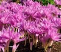 Безвременник Вотерлили / Colchicum Waterlily — фото 3