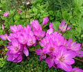 Безвременник осенний / Colchicum autumnale — фото 3