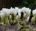 Безвременник осенний Альбопленум / Colchicum autumnale Alboplenum — фото 3