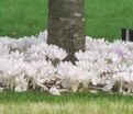 Безвременник осенний Альбум / Colchicum autumnale Album — фото 2