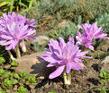 Безвременник осенний Пленифлорум / Colchicum autumnale Pleniflorum — фото 2