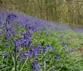 Гиацинтоидес Инглиш Блюбелс / Hyacinthoides English Bluebells — фото 2