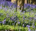 Гиацинтоидес Инглиш Блюбелс / Hyacinthoides English Bluebells — фото 3