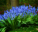 Гиацинтоидес испанский голубой / Hyacinthoides Hispanica Blue — фото 2