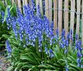 Гиацинтоидес испанский голубой / Hyacinthoides Hispanica Blue — фото 4