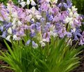 Гиацинтоидес испанский Микс / Hyacinthoides Hispanica Mix — фото 6