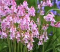 Гиацинтоидес испанский розовый / Hyacinthoides hispanica Pink — фото 2