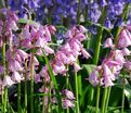 Гиацинтоидес испанский розовый / Hyacinthoides hispanica Pink — фото 3