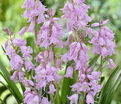 Гиацинтоидес испанский розовый / Hyacinthoides hispanica Pink — фото 4